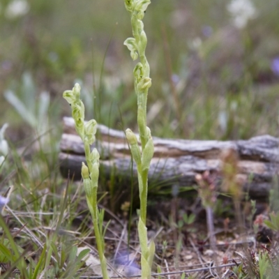 Hymenochilus cycnocephalus (Swan greenhood) at Illilanga & Baroona - 9 Oct 2016 by Illilanga