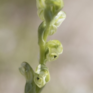 Hymenochilus cycnocephalus at Illilanga & Baroona - 9 Oct 2016