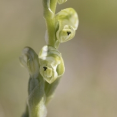 Hymenochilus cycnocephalus at Illilanga & Baroona - 9 Oct 2016