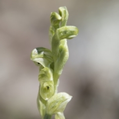 Hymenochilus cycnocephalus at Illilanga & Baroona - 9 Oct 2016