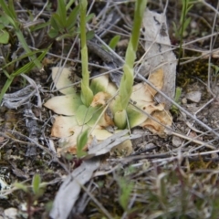 Hymenochilus cycnocephalus at Illilanga & Baroona - 9 Oct 2016