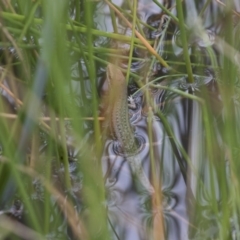 Carlia tetradactyla (Southern Rainbow Skink) at Illilanga & Baroona - 11 Nov 2017 by Illilanga