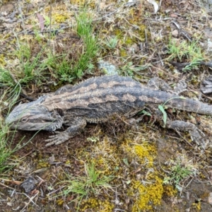 Pogona barbata at Canberra Central, ACT - suppressed