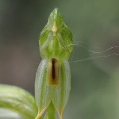 Bunochilus montanus (ACT) = Pterostylis jonesii (NSW) (Montane Leafy Greenhood) at Uriarra Village, ACT - 1 Nov 2017 by KenT