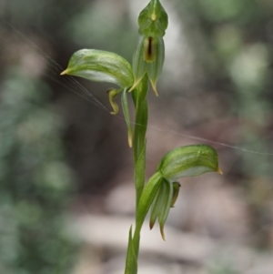 Bunochilus montanus (ACT) = Pterostylis jonesii (NSW) at Uriarra Village, ACT - suppressed