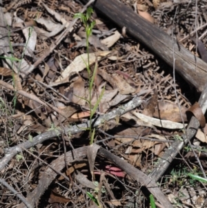 Bunochilus montanus (ACT) = Pterostylis jonesii (NSW) at Uriarra Village, ACT - 1 Nov 2017