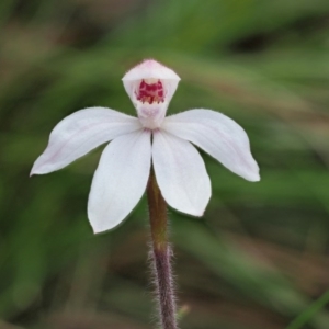 Caladenia alpina at Cotter River, ACT - suppressed