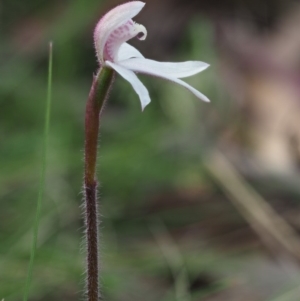 Caladenia alpina at Cotter River, ACT - suppressed