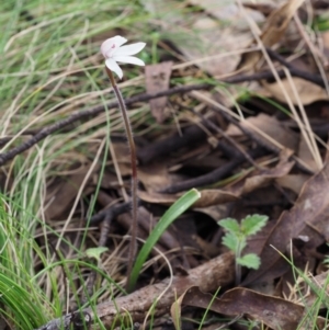 Caladenia alpina at Cotter River, ACT - suppressed