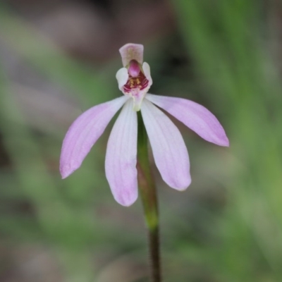 Caladenia carnea (Pink Fingers) at Cotter River, ACT - 1 Nov 2017 by KenT