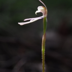 Caladenia carnea at Cotter River, ACT - 1 Nov 2017