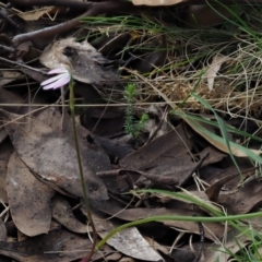 Caladenia carnea at Cotter River, ACT - 1 Nov 2017