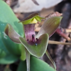 Chiloglottis valida (Large Bird Orchid) at Cotter River, ACT - 31 Oct 2017 by KenT