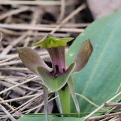 Chiloglottis valida at Cotter River, ACT - 1 Nov 2017