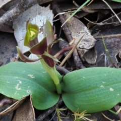 Chiloglottis valida at Cotter River, ACT - 1 Nov 2017