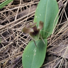 Chiloglottis valida at Cotter River, ACT - 1 Nov 2017