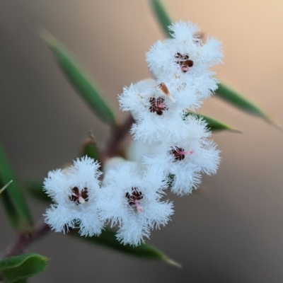 Styphelia fletcheri subsp. brevisepala (Twin Flower Beard-Heath) at Cotter River, ACT - 31 Oct 2017 by KenT