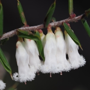 Styphelia fletcheri subsp. brevisepala at Cotter River, ACT - 1 Nov 2017 08:37 AM