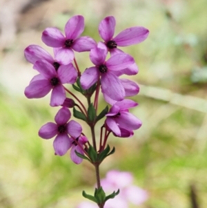 Tetratheca bauerifolia at Cotter River, ACT - 1 Nov 2017