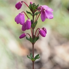 Tetratheca bauerifolia at Cotter River, ACT - 1 Nov 2017