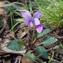 Viola betonicifolia (Mountain Violet) at Cotter River, ACT - 31 Oct 2017 by KenT