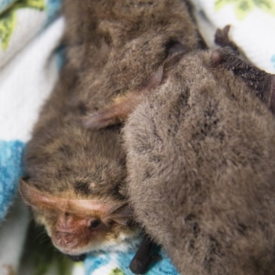 Nyctophilus geoffroyi (Lesser Long-eared Bat) at Illilanga & Baroona - 25 Jun 2012 by Illilanga