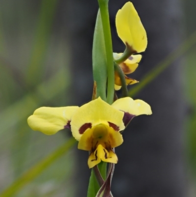Diuris sulphurea (Tiger Orchid) at Lower Cotter Catchment - 1 Nov 2017 by KenT