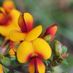 Pultenaea procumbens (Bush Pea) at Cotter River, ACT - 1 Nov 2017 by KenT