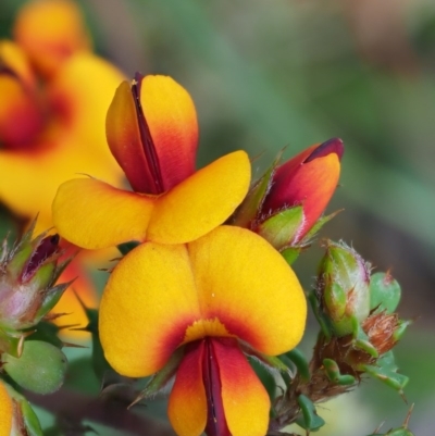 Pultenaea procumbens (Bush Pea) at Cotter River, ACT - 1 Nov 2017 by KenT