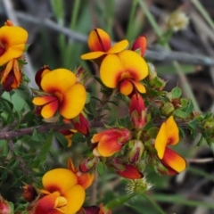 Pultenaea procumbens at Cotter River, ACT - 1 Nov 2017 01:36 PM