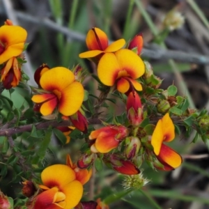 Pultenaea procumbens at Cotter River, ACT - 1 Nov 2017