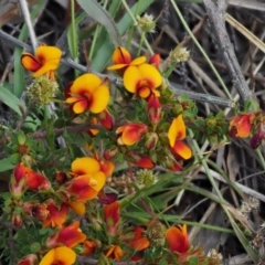 Pultenaea procumbens at Cotter River, ACT - 1 Nov 2017