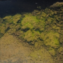 Zygnema sp. (A freshwater algae) at Woodstock Nature Reserve - 8 Nov 2017 by KenT
