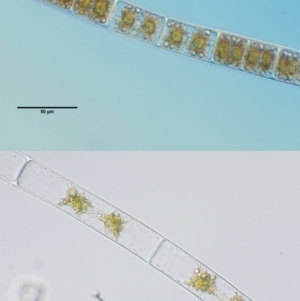 Zygnema sp. at Stromlo, ACT - 9 Nov 2017