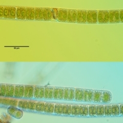 Zygnema sp. at Stromlo, ACT - 9 Nov 2017