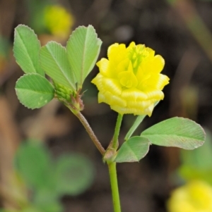 Trifolium campestre at Stromlo, ACT - 9 Nov 2017