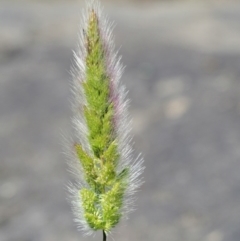 Polypogon monspeliensis (Annual Beard Grass) at Stromlo, ACT - 8 Nov 2017 by KenT