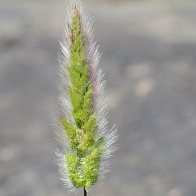 Polypogon monspeliensis (Annual Beard Grass) at Woodstock Nature Reserve - 8 Nov 2017 by KenT