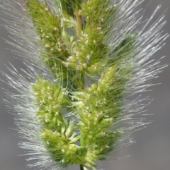 Polypogon monspeliensis at Stromlo, ACT - 9 Nov 2017