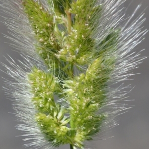 Polypogon monspeliensis at Stromlo, ACT - 9 Nov 2017