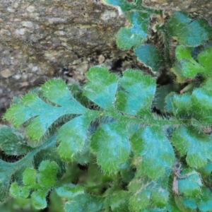 Asplenium subglandulosum at Stromlo, ACT - 9 Nov 2017