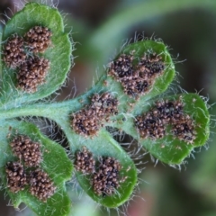 Asplenium subglandulosum at Stromlo, ACT - 9 Nov 2017