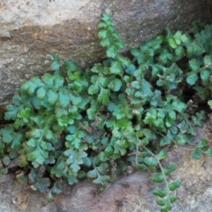 Asplenium subglandulosum at Stromlo, ACT - 9 Nov 2017