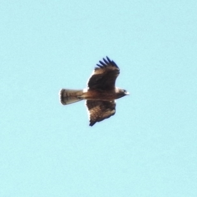 Hieraaetus morphnoides (Little Eagle) at Yass, NSW - 10 Nov 2017 by JohnBundock