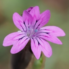 Petrorhagia dubia (Hairy Pink) at Woodstock Nature Reserve - 8 Nov 2017 by KenT