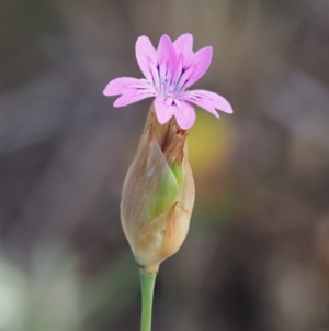 Petrorhagia dubia at Stromlo, ACT - 9 Nov 2017