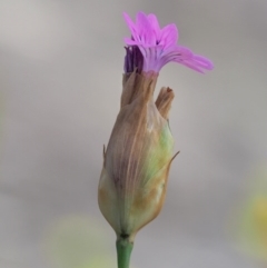 Petrorhagia dubia at Stromlo, ACT - 9 Nov 2017