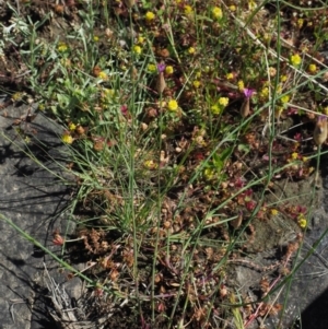 Petrorhagia dubia at Stromlo, ACT - 9 Nov 2017