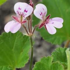 Pelargonium australe (Austral Stork's-bill) at Woodstock Nature Reserve - 8 Nov 2017 by KenT