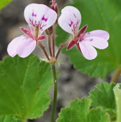 Pelargonium australe (Austral Stork's-bill) at Stromlo, ACT - 8 Nov 2017 by KenT